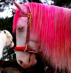 pink-horse.jpg